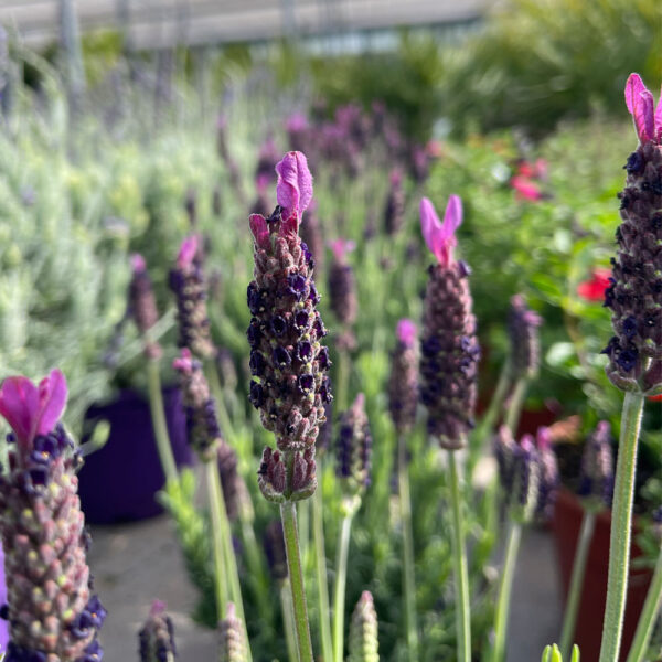 LAVANDULA STOECHAS- CANTUESO